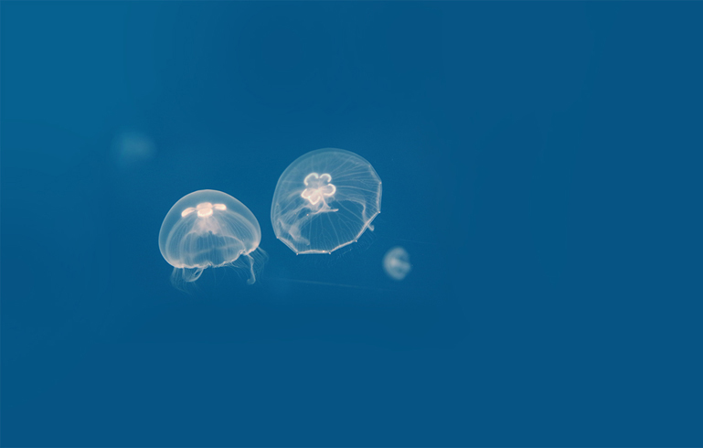 Få rabat på din billet til Nordsøen Oceanarium